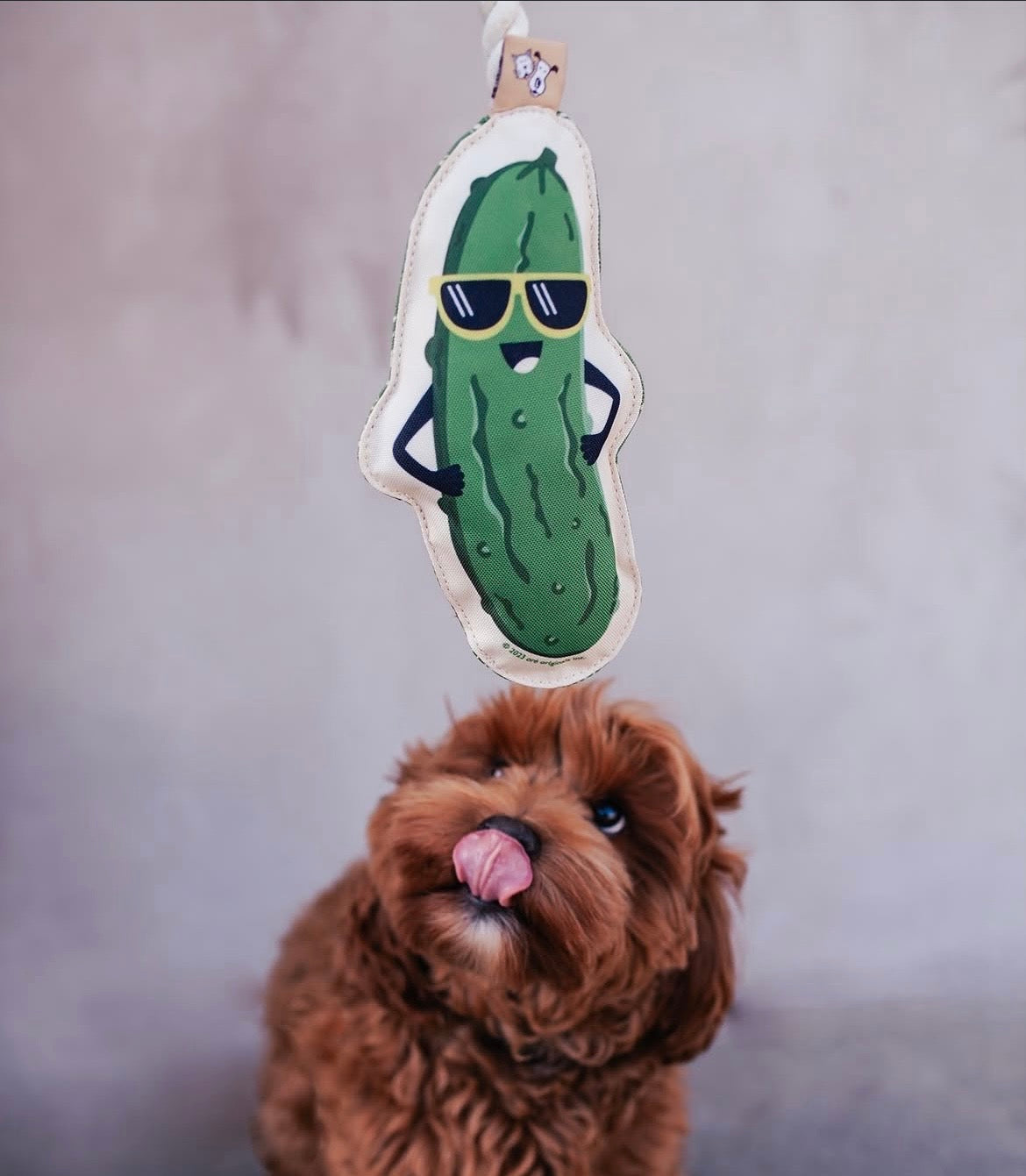 Treat Your Dog