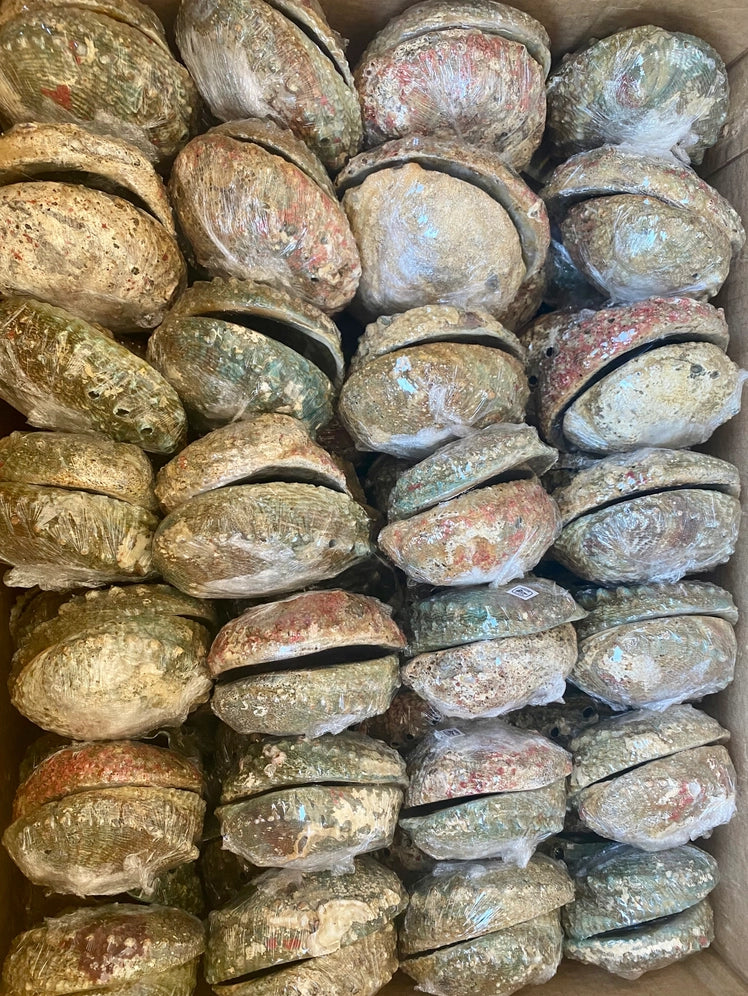 Abalone Shell Smudge Bowls (Medium Depth)