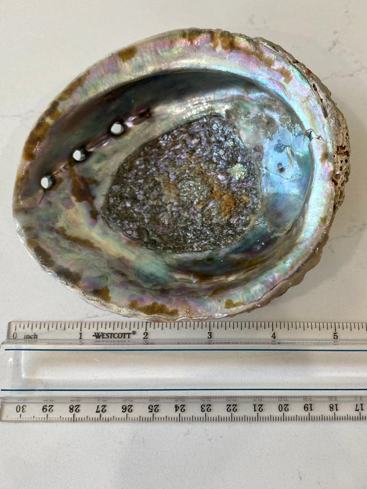 Abalone Shell Smudge Bowls (Medium Depth)