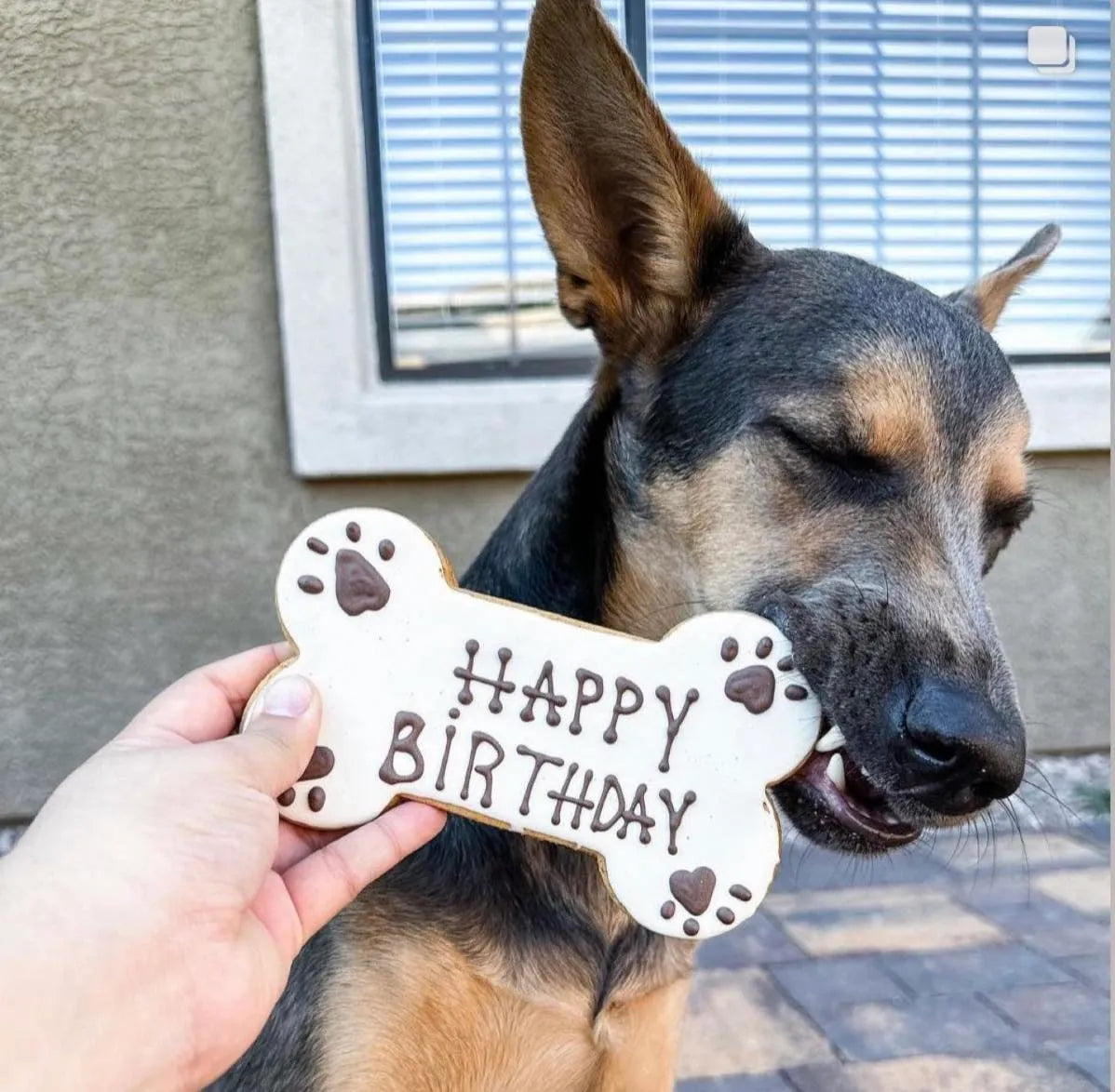 Happy Birthday Dog Cookie 7"
