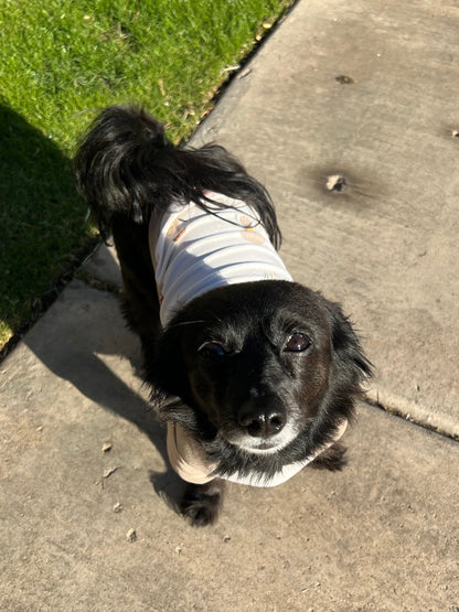Pet Shirts | Pet Raglan Shirts