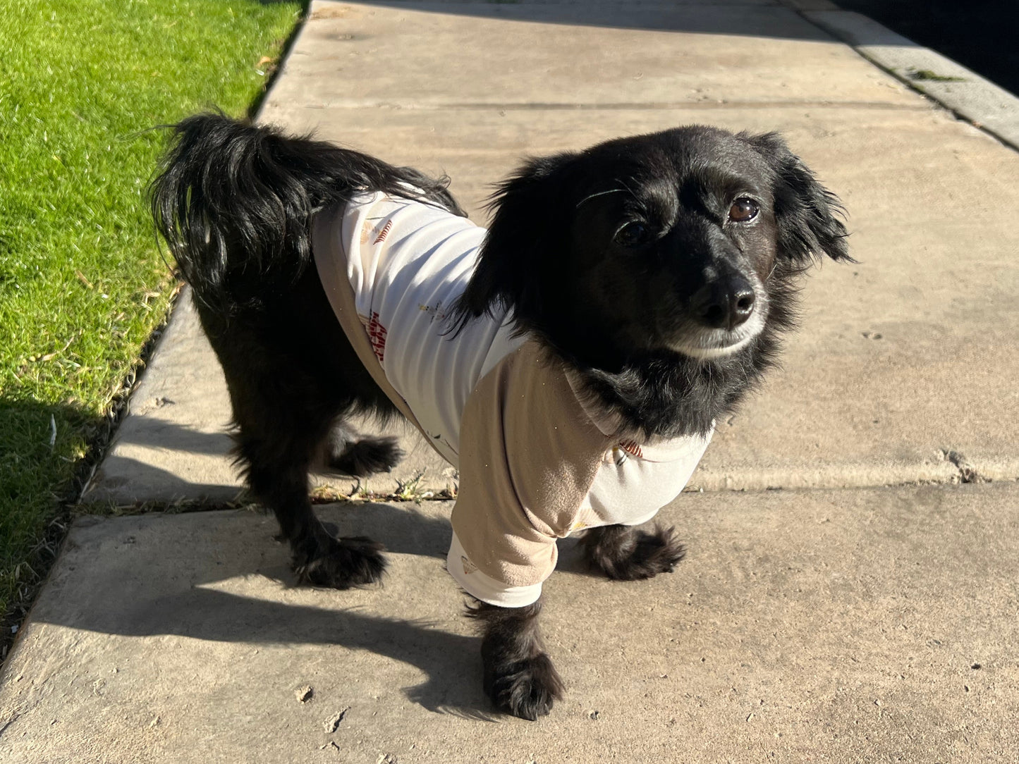 Pet Shirts | Pet Raglan Shirts