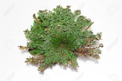 Rose of Jericho | Resurrection Plant