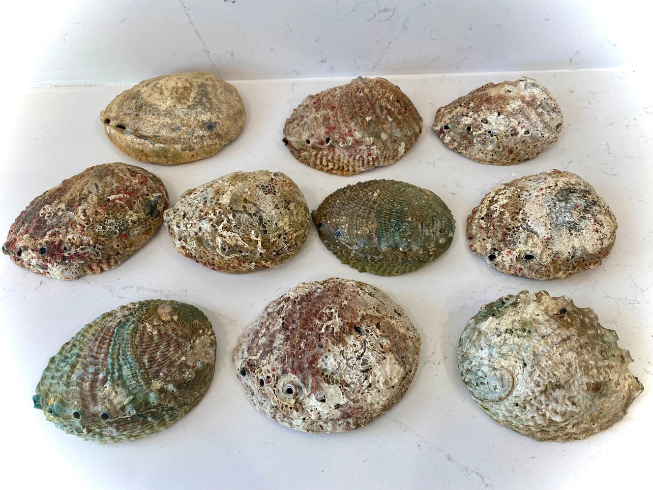 Abalone Shell Smudge Bowls (Medium Depth)