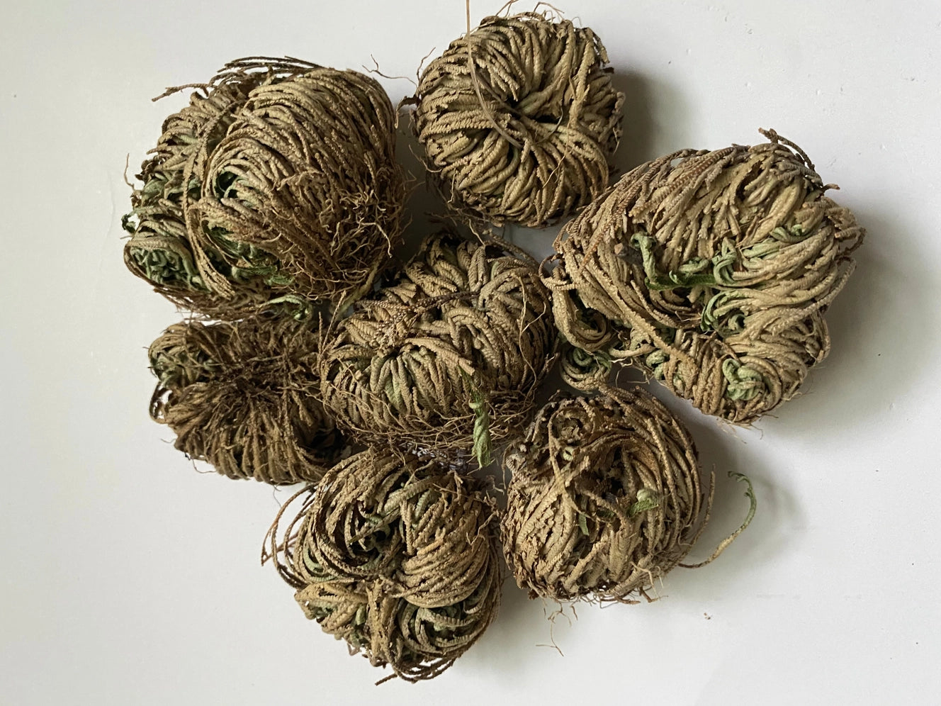 Rose of Jericho | Resurrection Plant