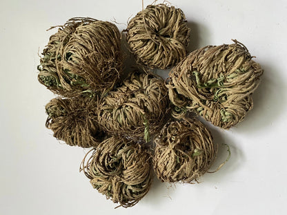 Rose of Jericho | Resurrection Plant