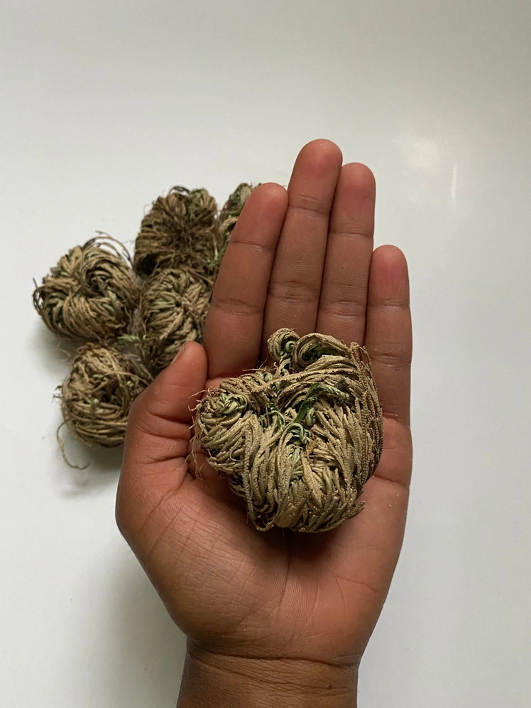 Rose of Jericho | Resurrection Plant
